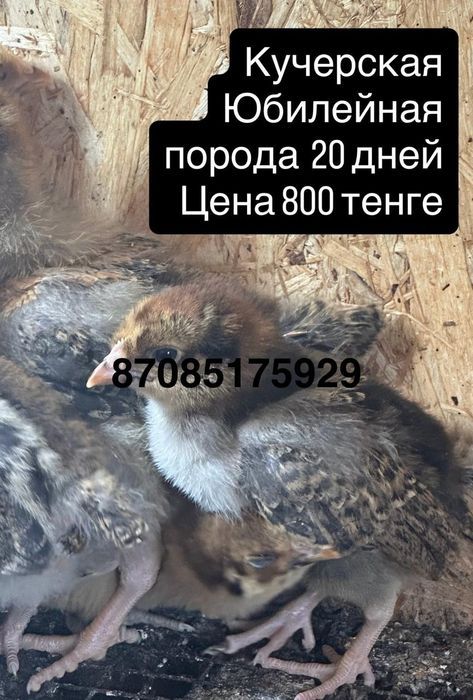 Цыплята разной породы