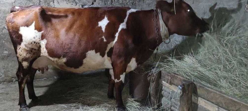 Молочные коровы есть,,,