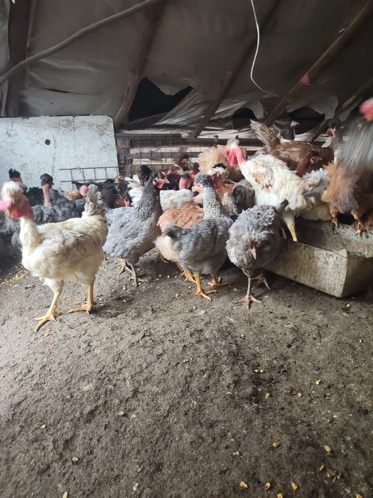 Vând puicuțe și găini rasa mixta