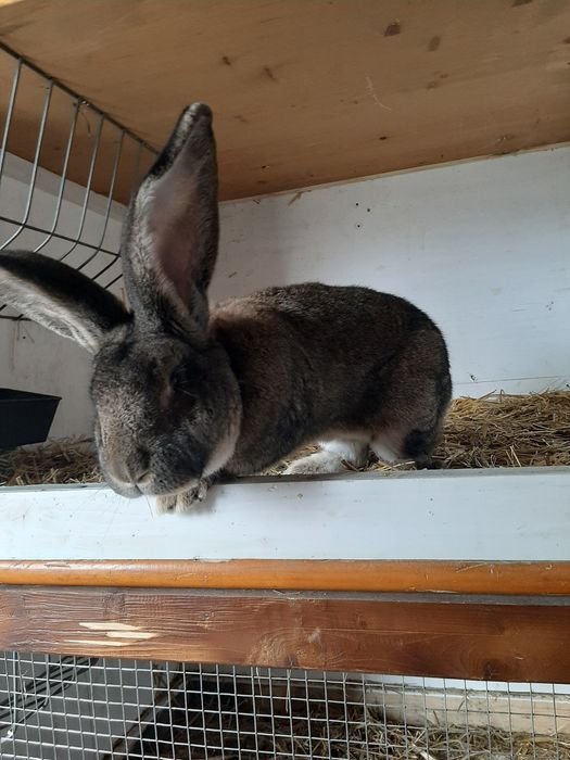 Urias german si fluture german