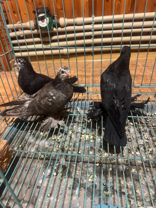 Голуби молодые пискуны