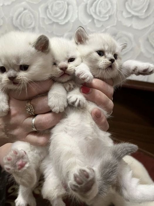 Британские котята