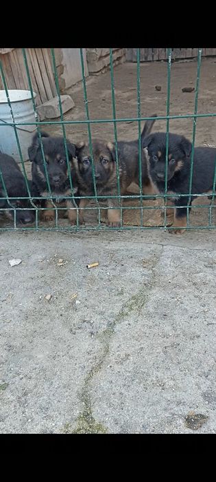 Работни немски овчарки