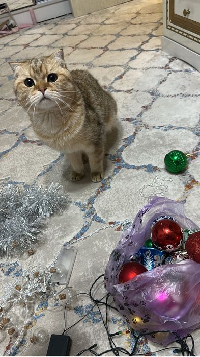 Вязка нашему Симону