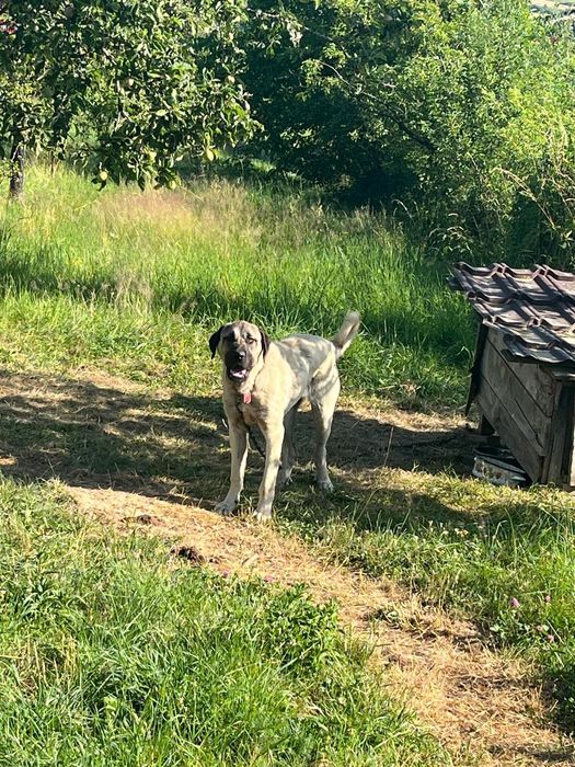 Femela kangal Malakli