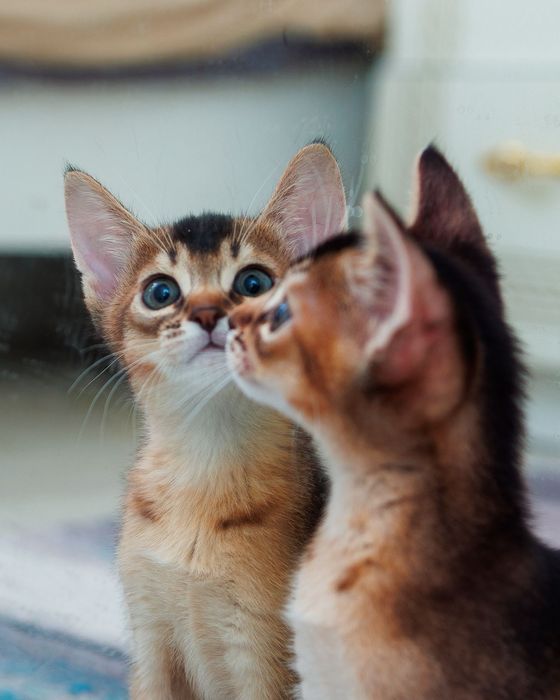 Абиссинские котята