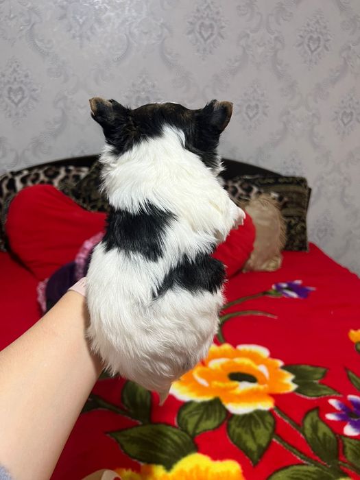 Biewer Yorkshire terrier