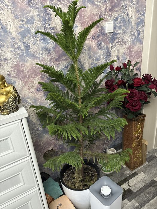 Раукария (комнатная елочка)