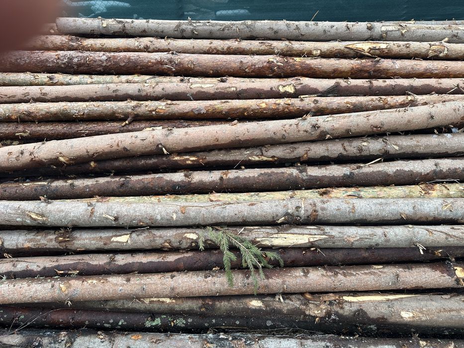 Ритловици иглолистни (чам)