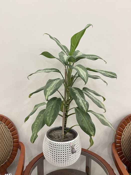 комнатные растения, домашние цветы диффенбахия