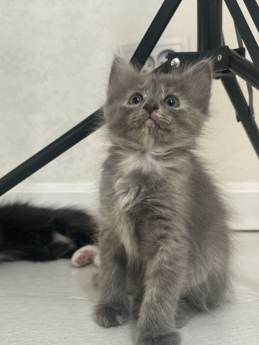 Отдам котенка бесплатно