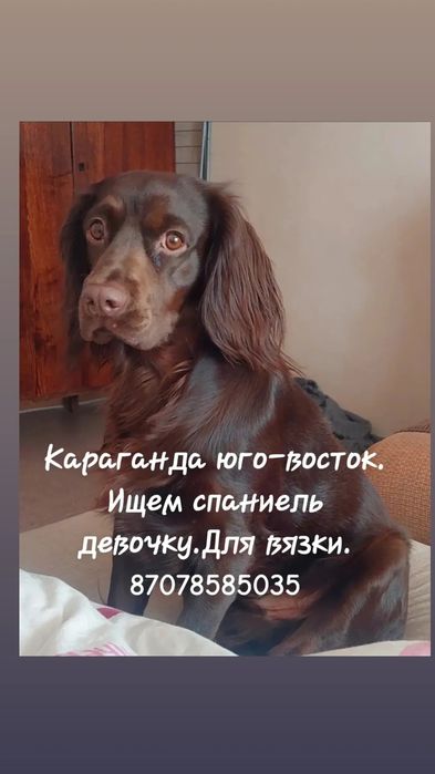 Вязка. Спаниель мальчик. Ищем девочку