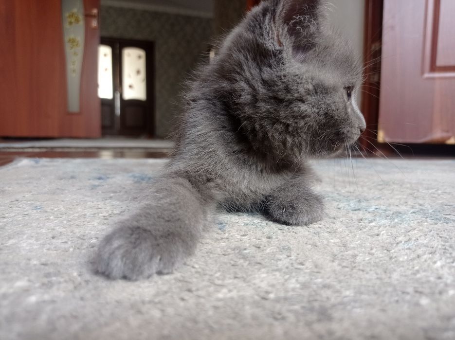 Кошки британский