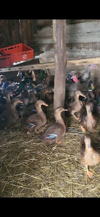 Rate rouen sălbatic