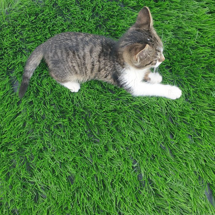 Котенок 3мес. Отдам