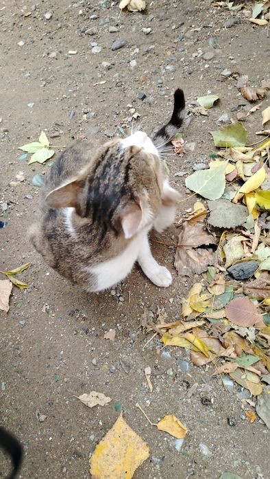 Котик в добрые руки