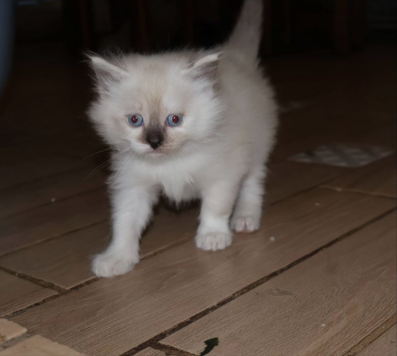 прекрасные котята
