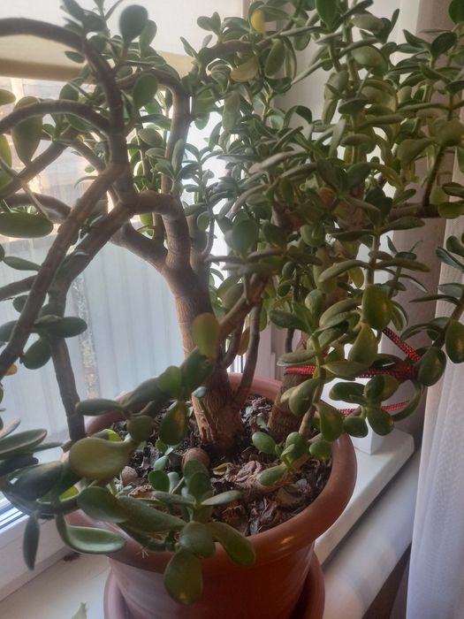 Продам большой цветок 5 тыс тенге.