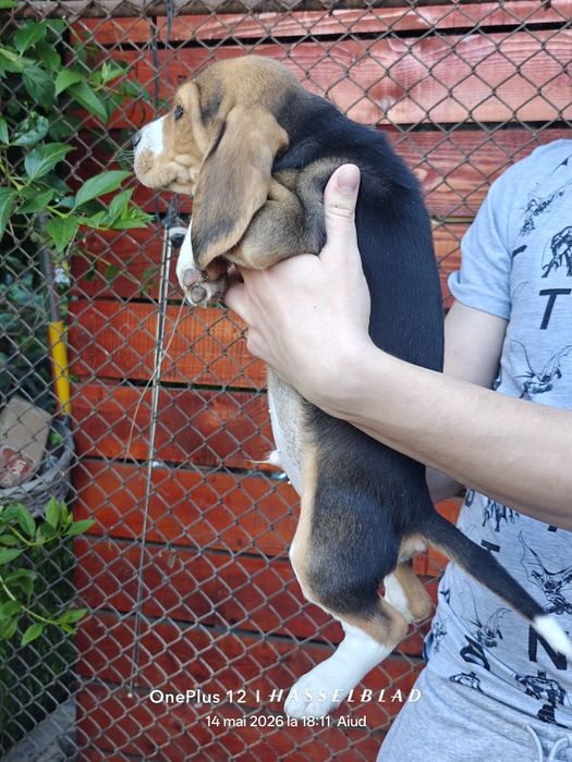 Cățeluși Beagle născuți în 19 martie