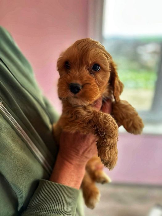 Кокершпаньолчета