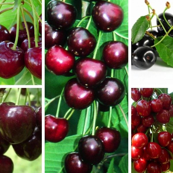 Pomi Fructiferi Clasici