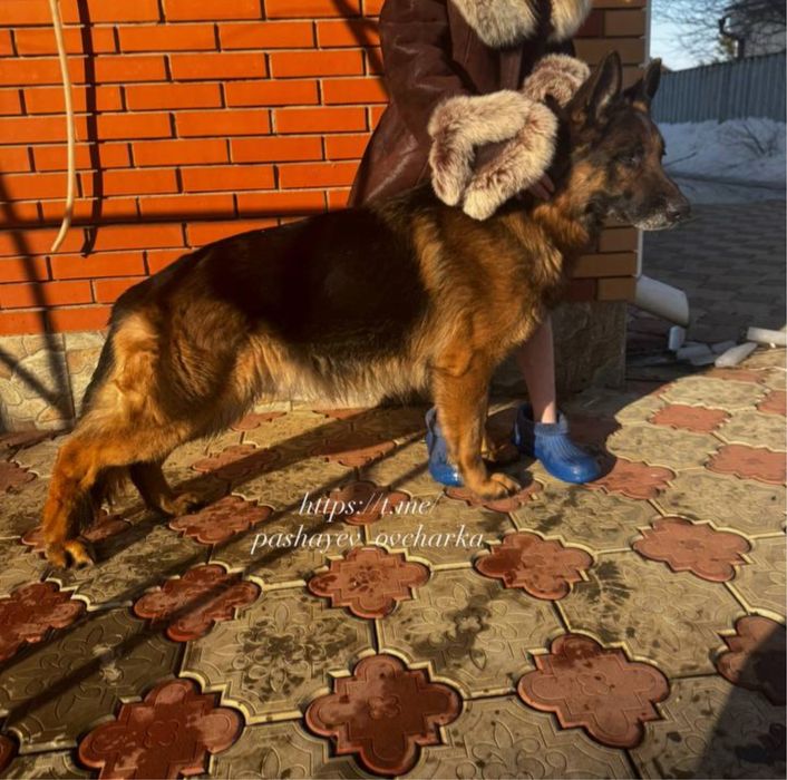 Вязка немецкой овчарки