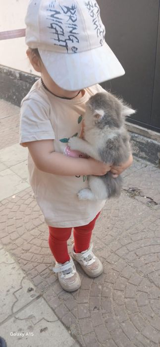 Отдам котят шустрых