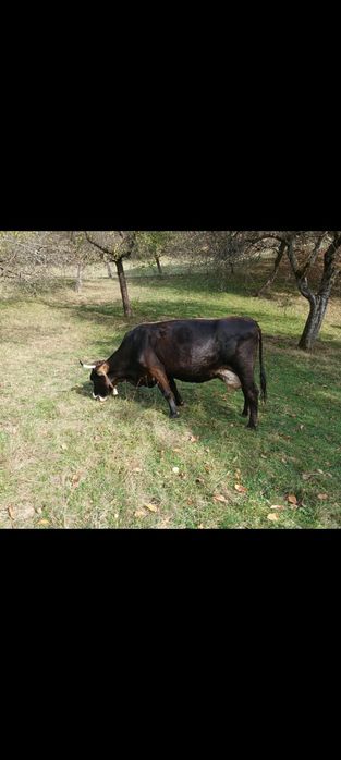 Vaca de vanzare.