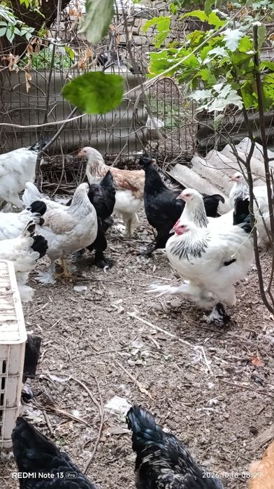 Продам курочек и петушков породы брама