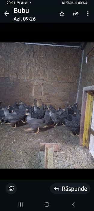 Puicuțe ouătoare  de vânzare