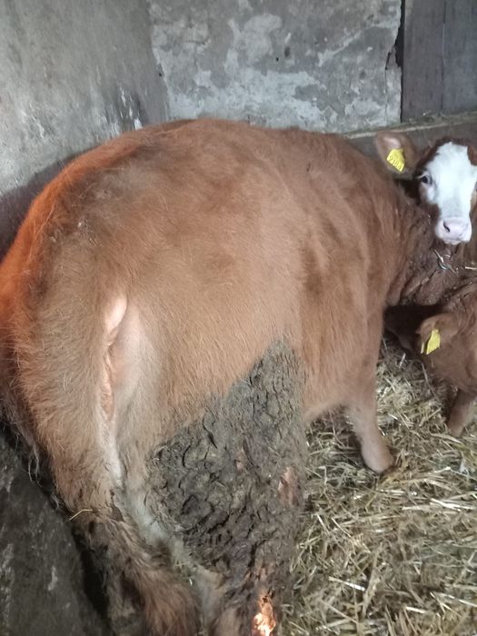 Vând juninca 10 luni