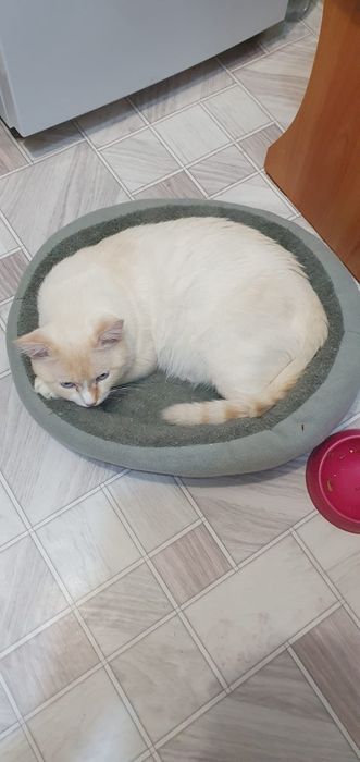 Отдам кота в добрые руки