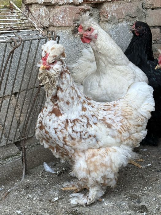 Разплодени яйца от кохинхин