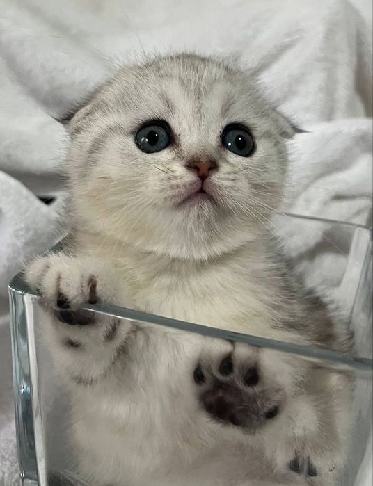 Готовы к брони котята шиншиллы.