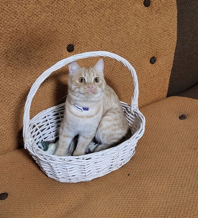 Полупородистые КотЯта