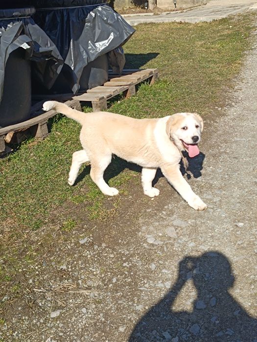 Asia centrala 3 luni