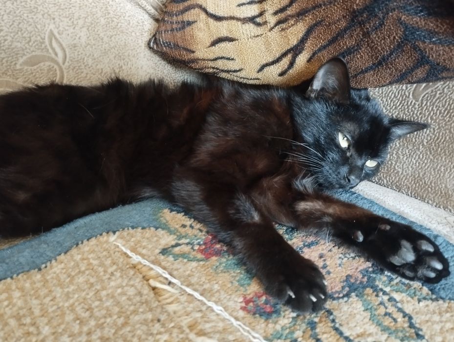 Игривое котята,мышеловый