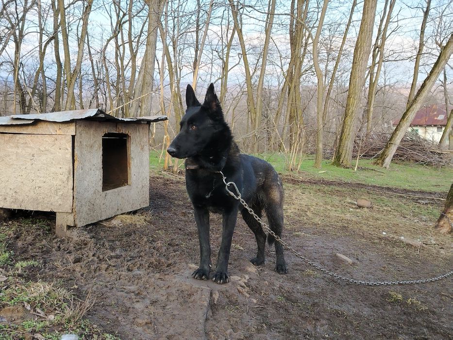 De vânzare mascul ciobănesc belgian malinois