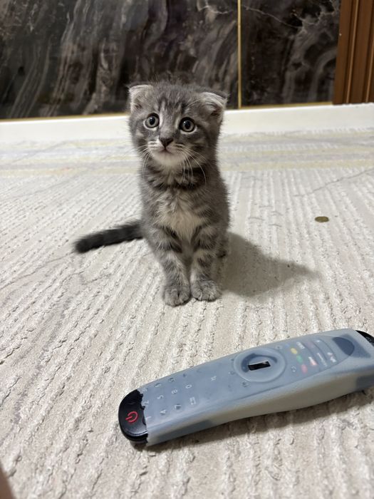 Продам Котенка Веслоухи