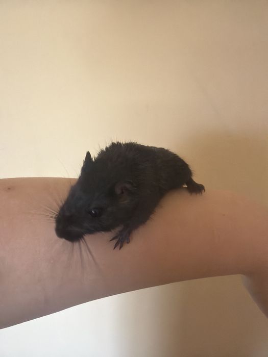 Vând veveriță Degu