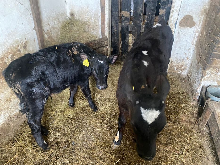 Продам 6 телок и 7 телят