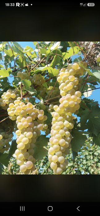 Vănd struguri de vin să transportă la domiciliul clientului