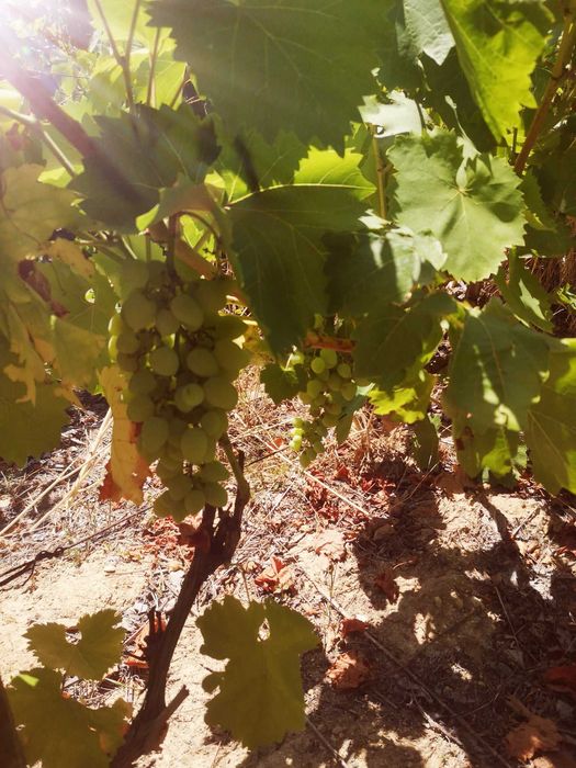 Продава се Къща в с. Бегунци, Област Пловдив - 45 кв.м за 816 €/кв.м - Снимка #13