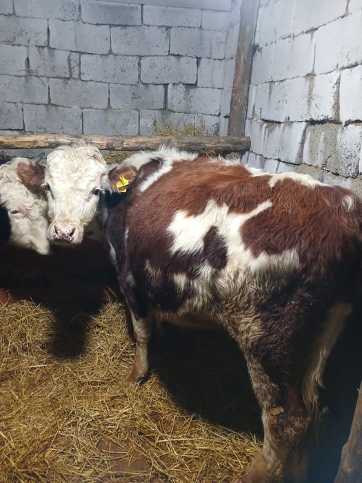 Продам быка полторагода