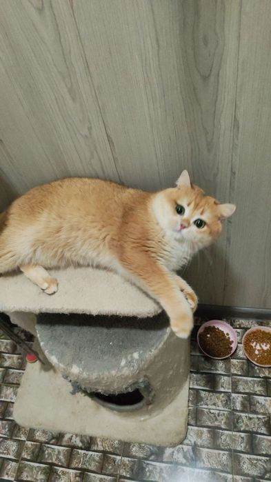 Шикарный  привозной золотая  шиншилла  котик   NY 12на вязку