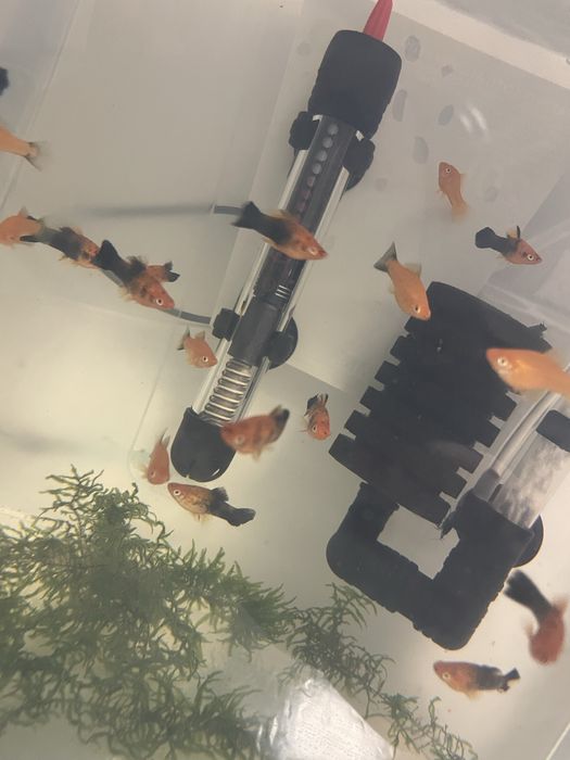 Vand pui pestii xifo/moli