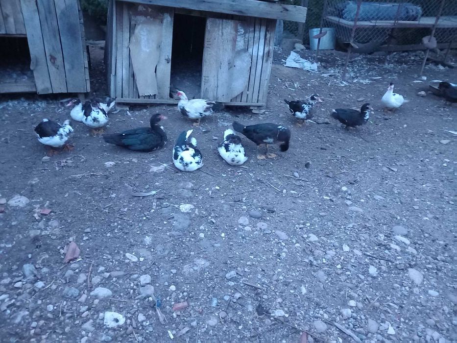 Vand rațe mute tineret și mature