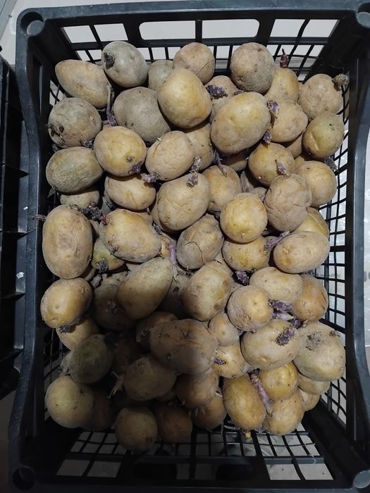 Картофи сорт Актрис