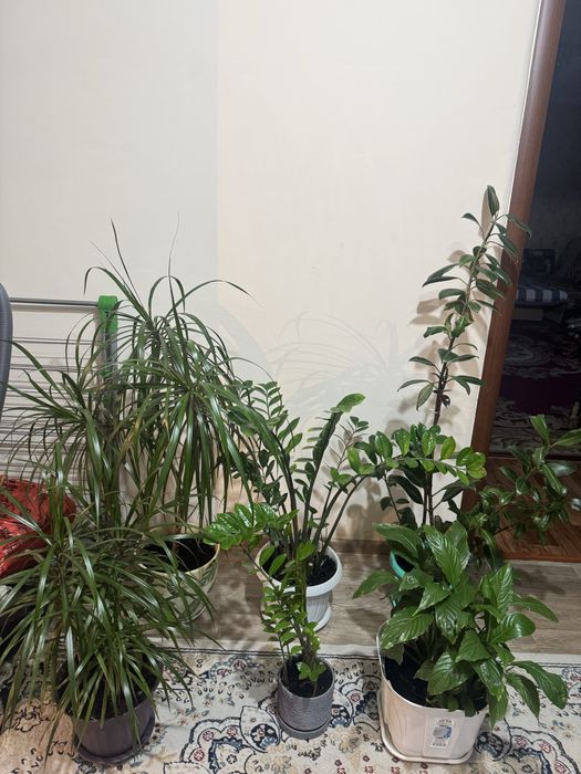 Продаю Цветы домашние