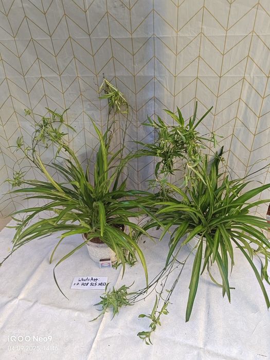 Цветы комнатные хлорофитумы Обмен